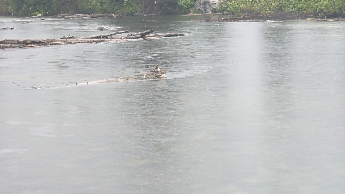 Gänsesäger - ML586245451