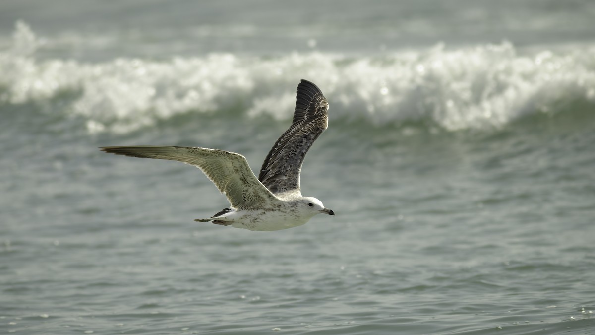 Lesser Black-backed Gull (Heuglin's) - Markus Craig