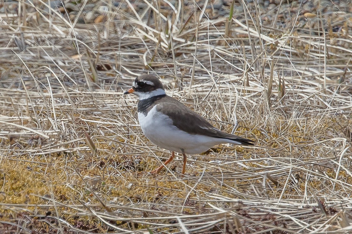 Common Ringed Plover - ML586245601