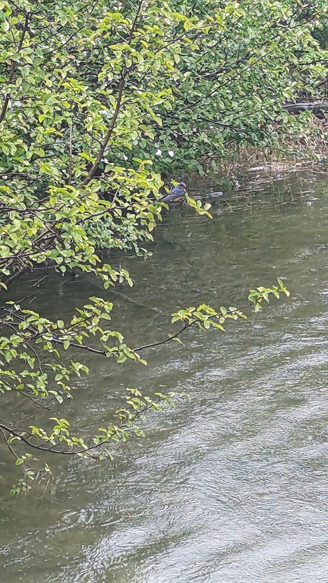 Rauchschwalbe - ML586245641