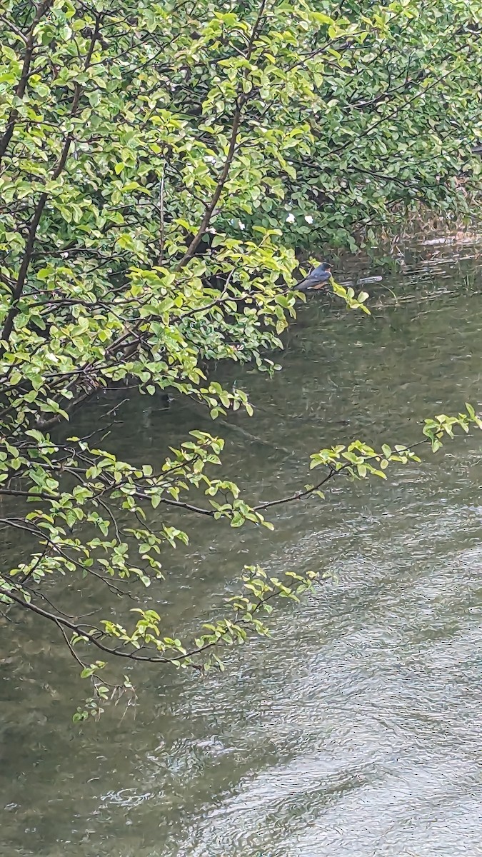 Rauchschwalbe - ML586245651