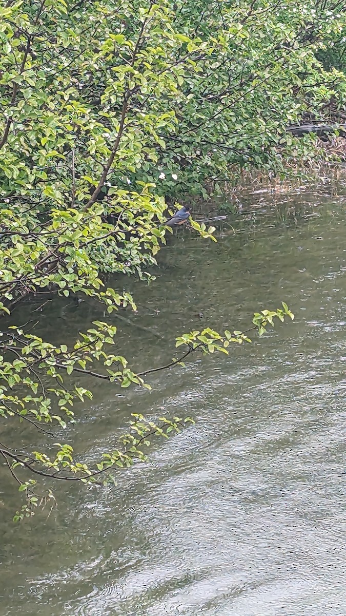 Rauchschwalbe - ML586245671