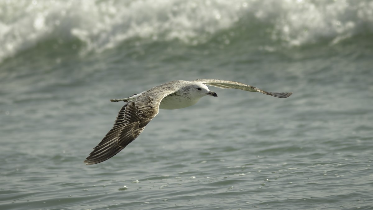 Lesser Black-backed Gull (Heuglin's) - ML586245691