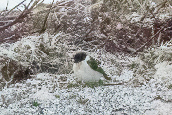 Amur Stonechat - ML586245711