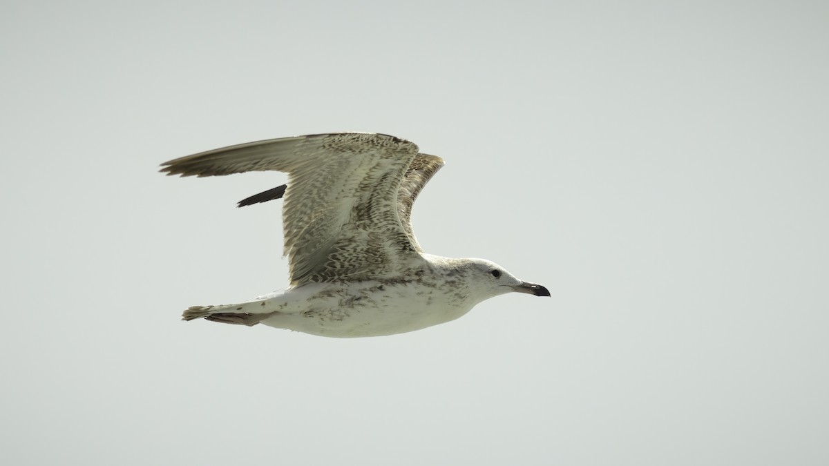 Lesser Black-backed Gull (Steppe) - ML586245961