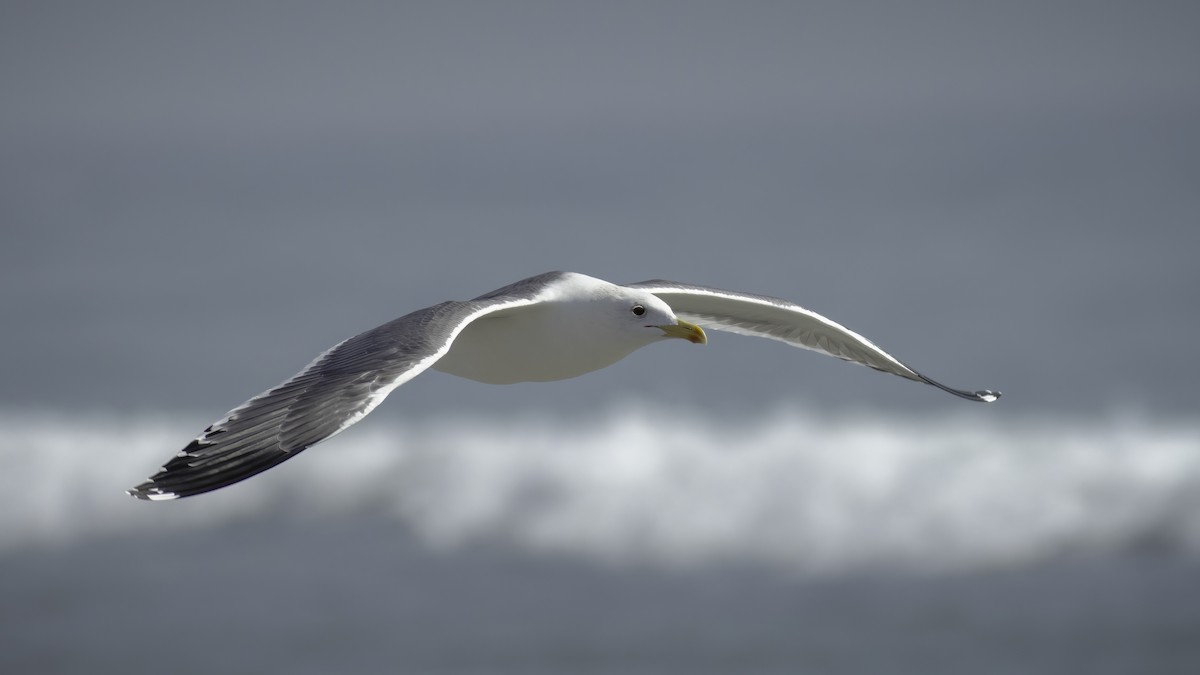 Lesser Black-backed Gull (Steppe) - Markus Craig