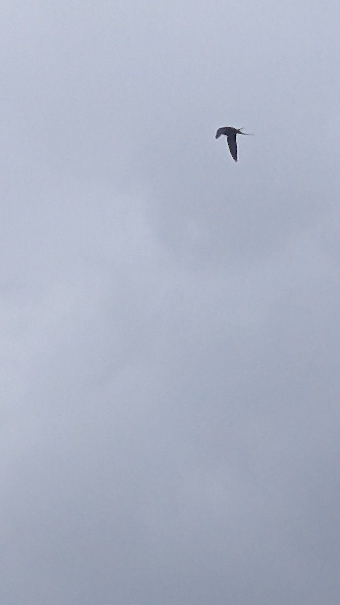 Rauchschwalbe - ML586246101