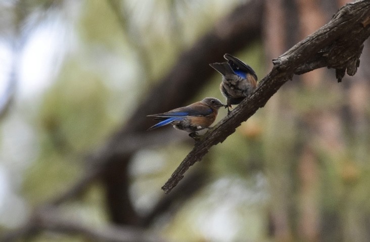 Western Bluebird - ML586248571