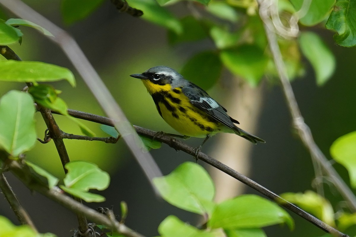 Magnolia Warbler - ML586250041