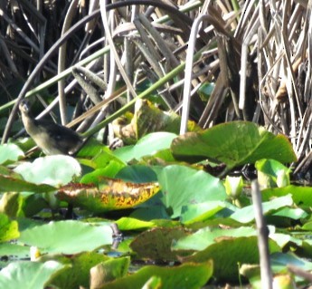 Purple Gallinule - ML586250201