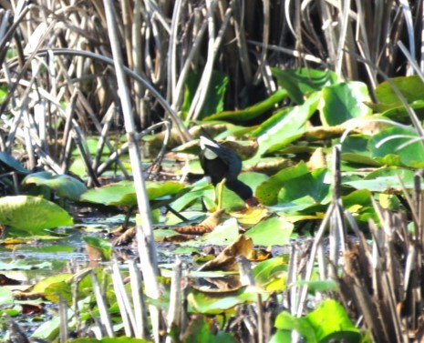 Purple Gallinule - ML586250301