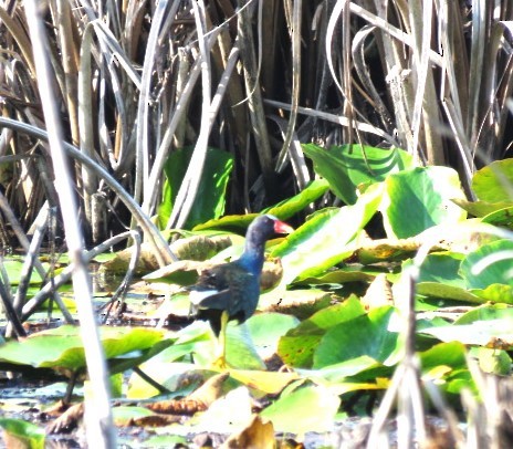 Purple Gallinule - ML586250371