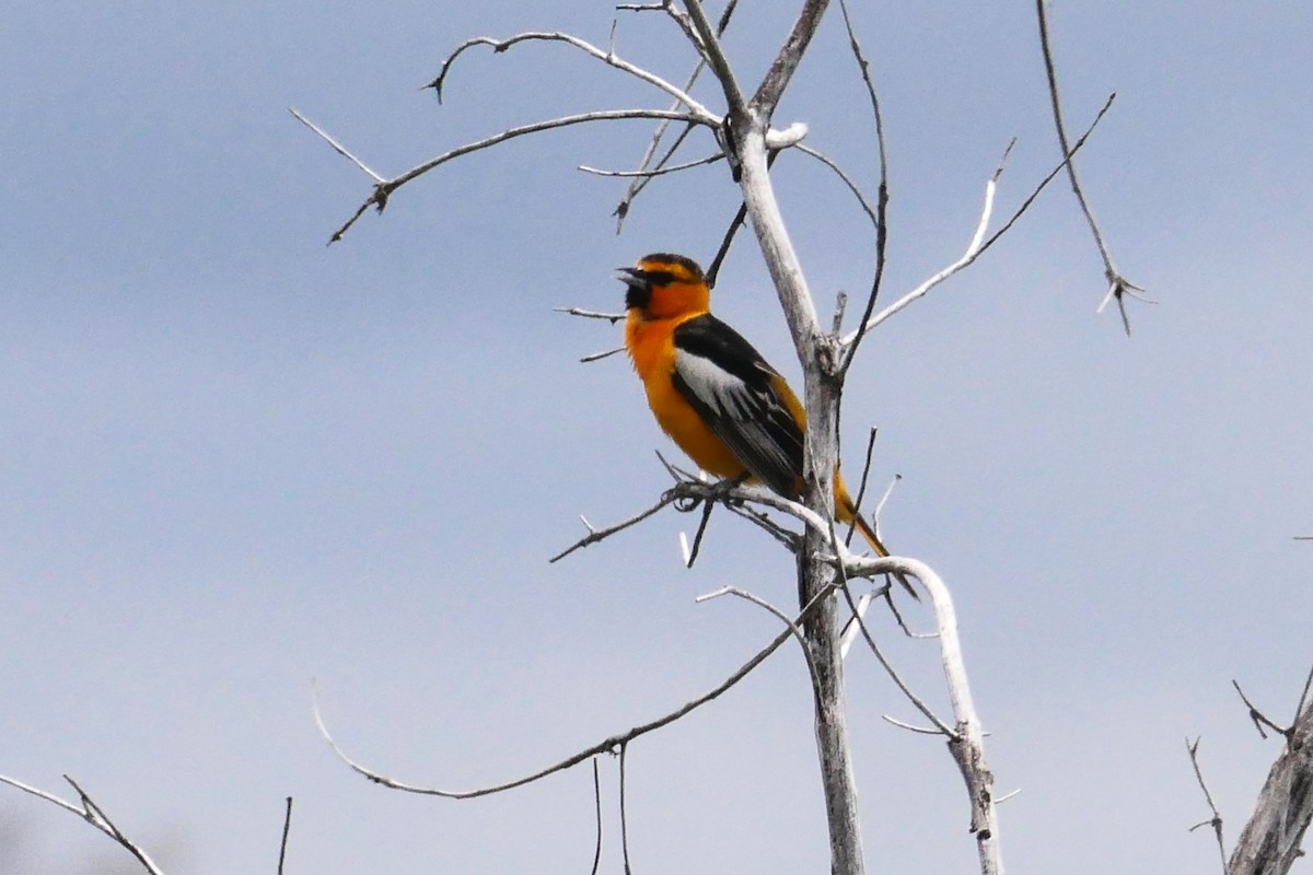 Bullock's Oriole - ML586250901