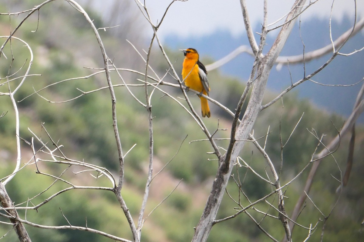 Bullock's Oriole - ML586250921