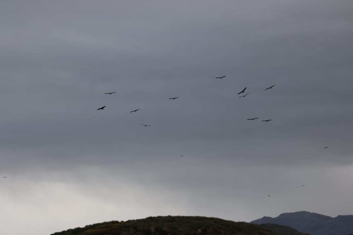 Condor des Andes - ML586251721