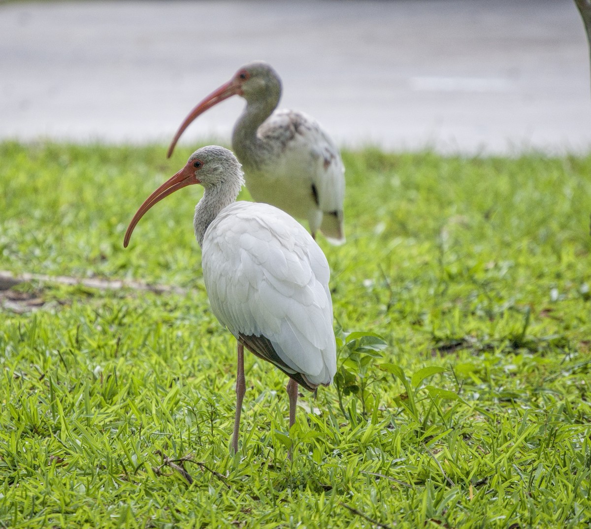 White Ibis - ML586252311