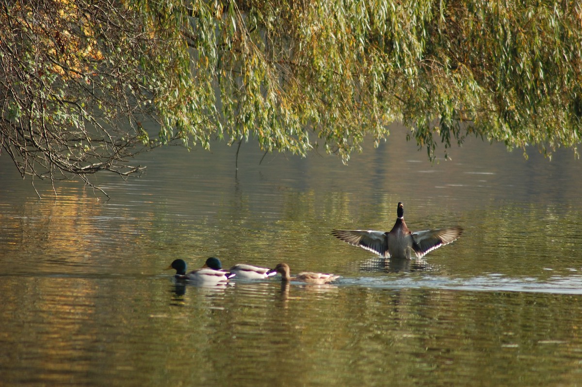 kachna divoká - ML586253291