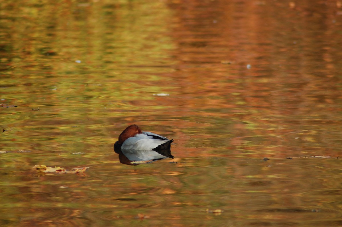 紅頭潛鴨 - ML586253321