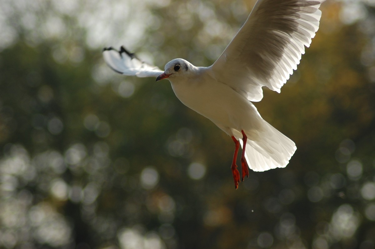 Black-headed Gull - ML586253601