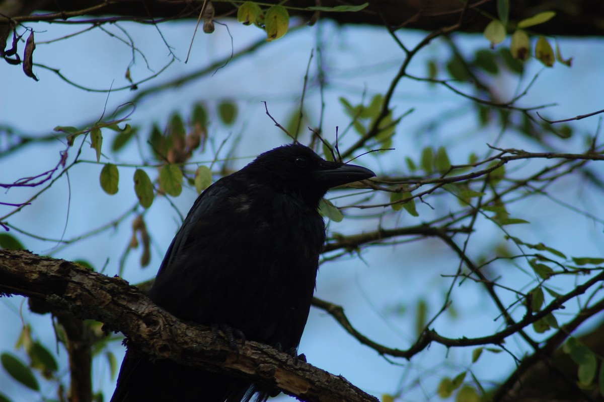 Carrion Crow - crawford wilson