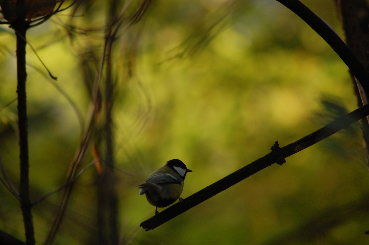 Great Tit - ML586253741