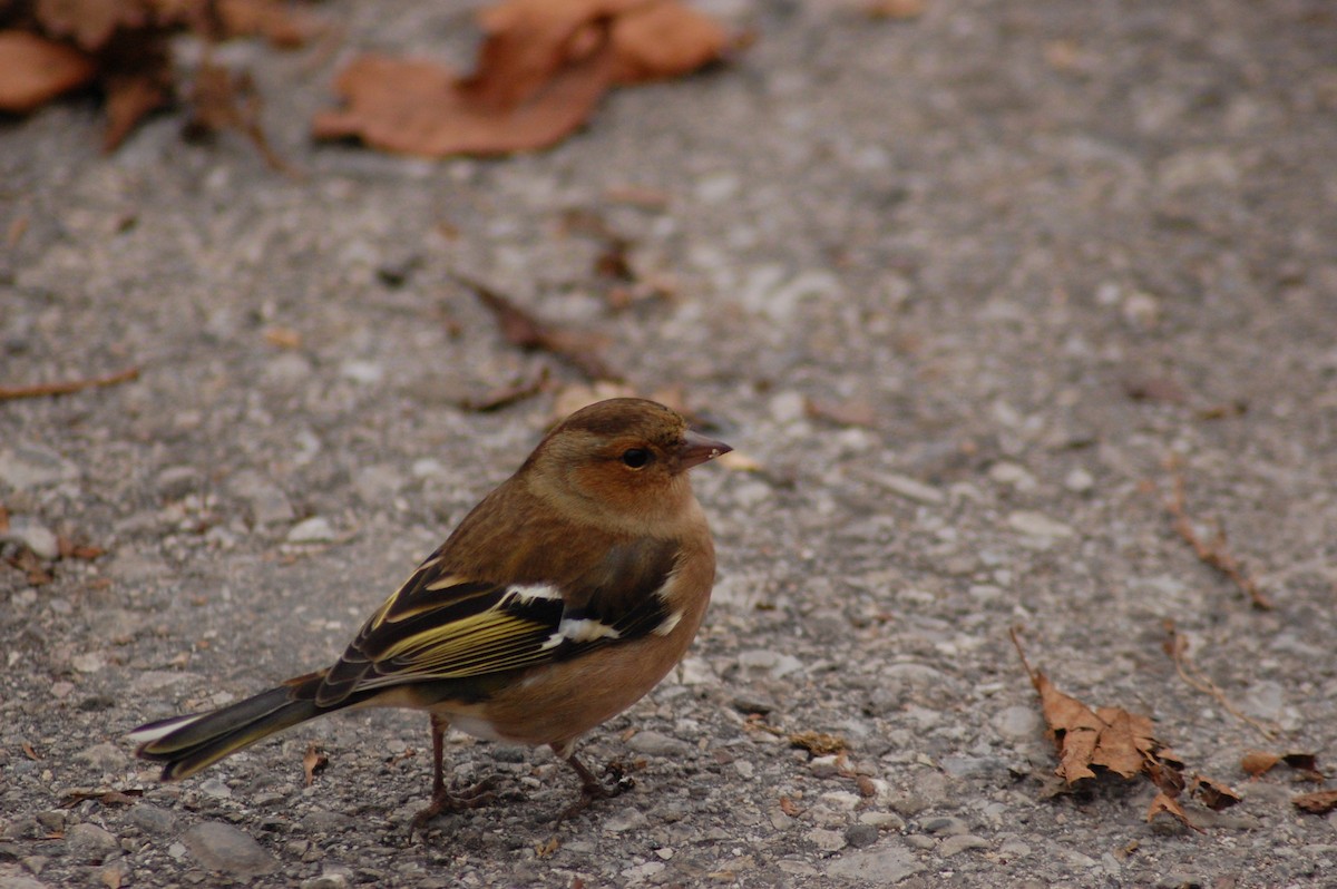 pěnkava obecná - ML586253961