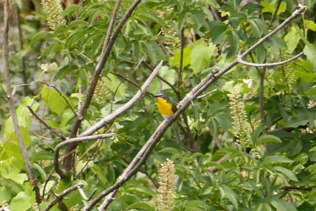 Yellow-breasted Chat - Bruce Mast