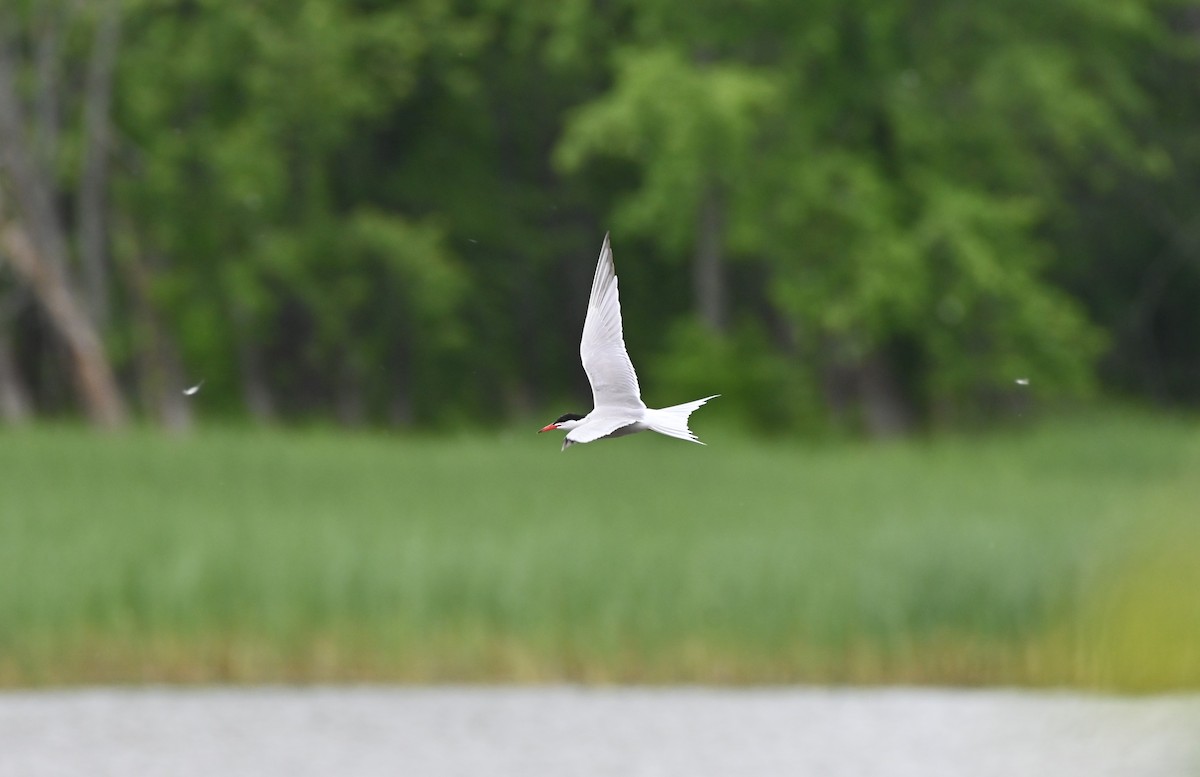 Common Tern - Brad Rogers