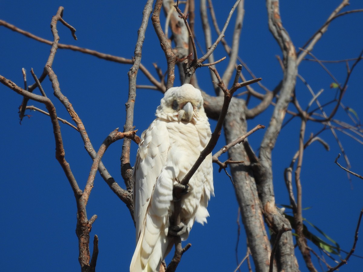 Cacatoès corella - ML586255111