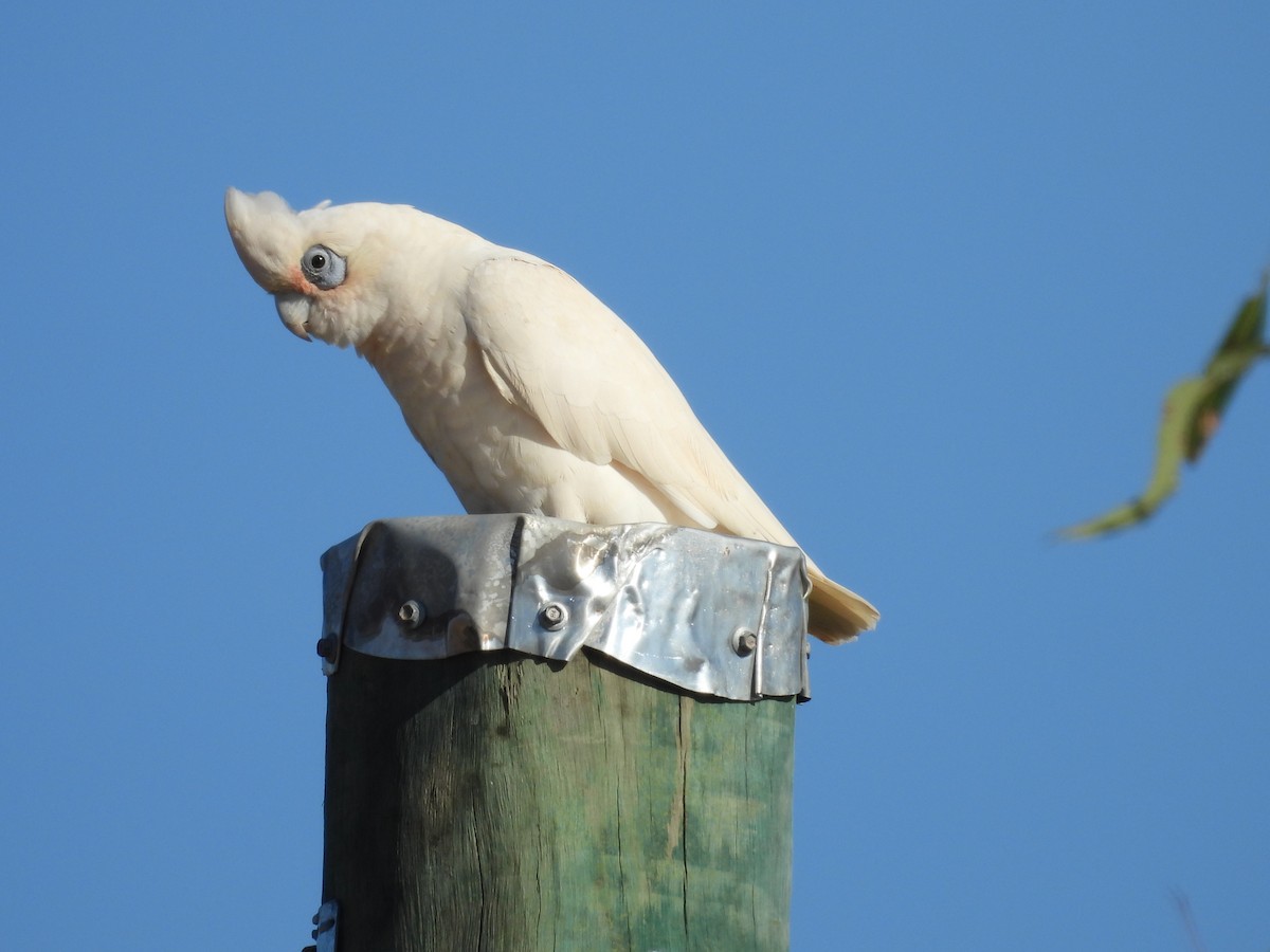 Cacatúa Sanguínea - ML586255131