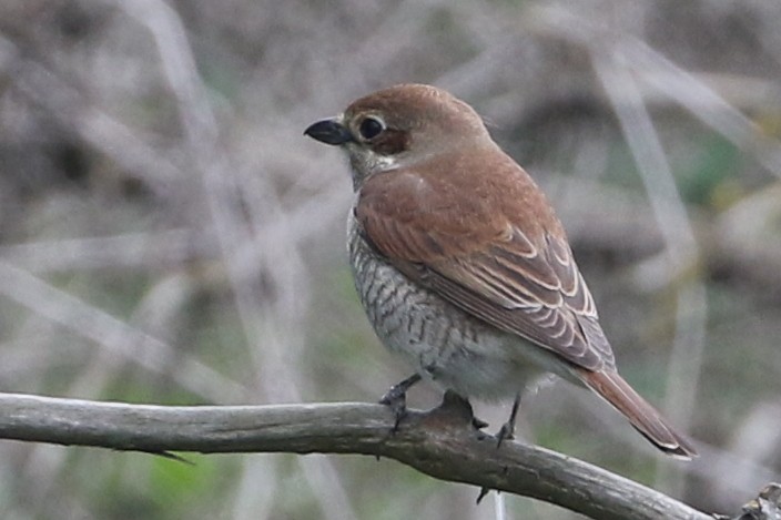 Red-backed Shrike - ML586255961