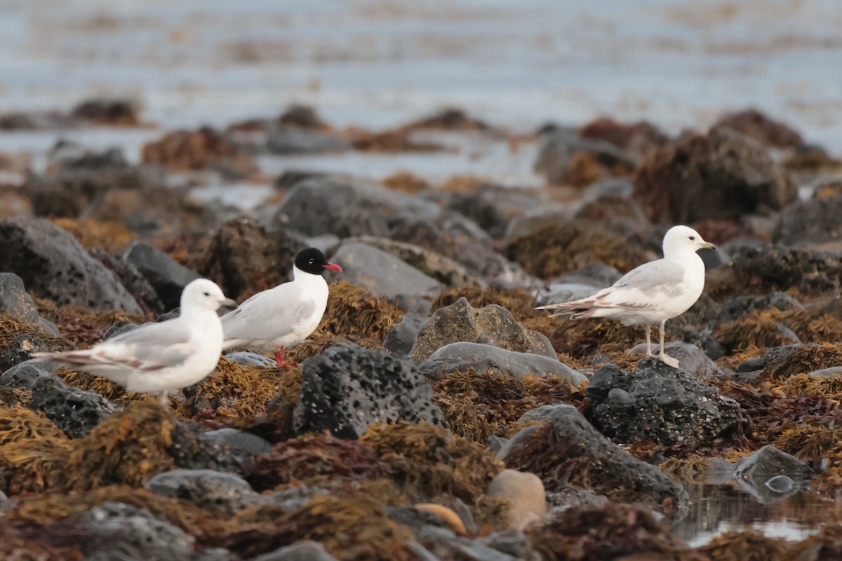 Mediterranean Gull - ML586256621