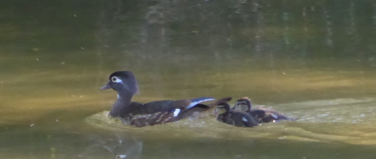 Wood Duck - ML58625701