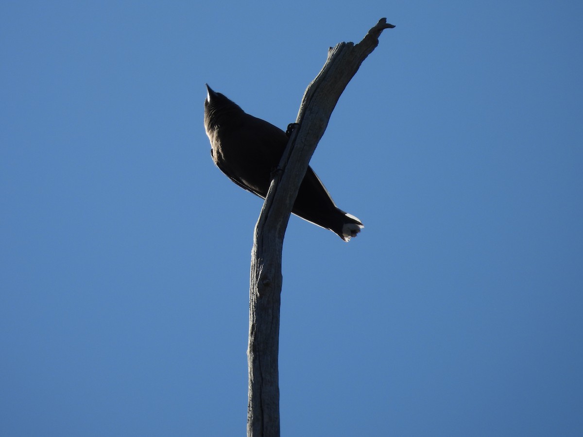 Dusky Woodswallow - ML586257221