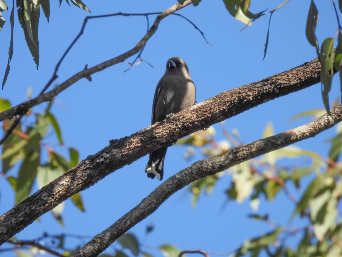 Dusky Woodswallow - L. Burkett