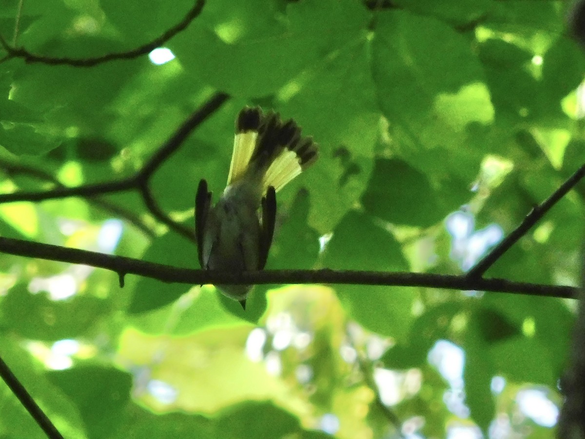 American Redstart - Jacob Warner