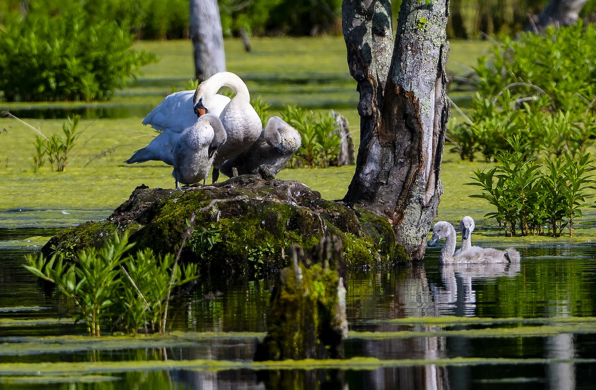 Cygne tuberculé - ML586258601