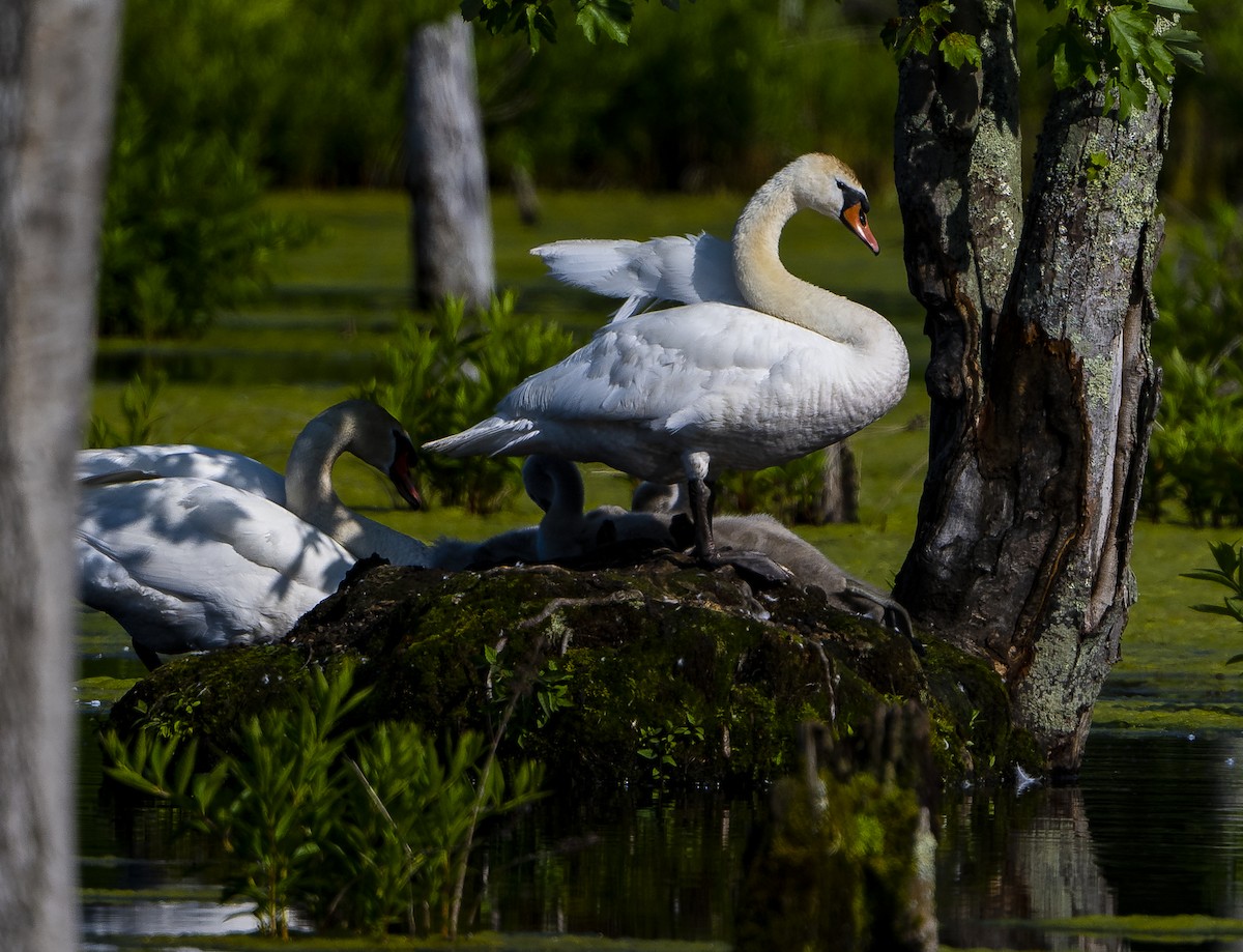 Mute Swan - ML586258611