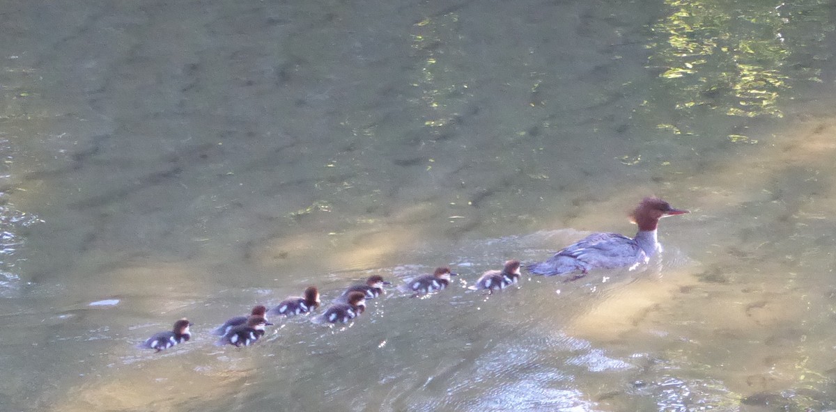 Common Merganser - ML58625891