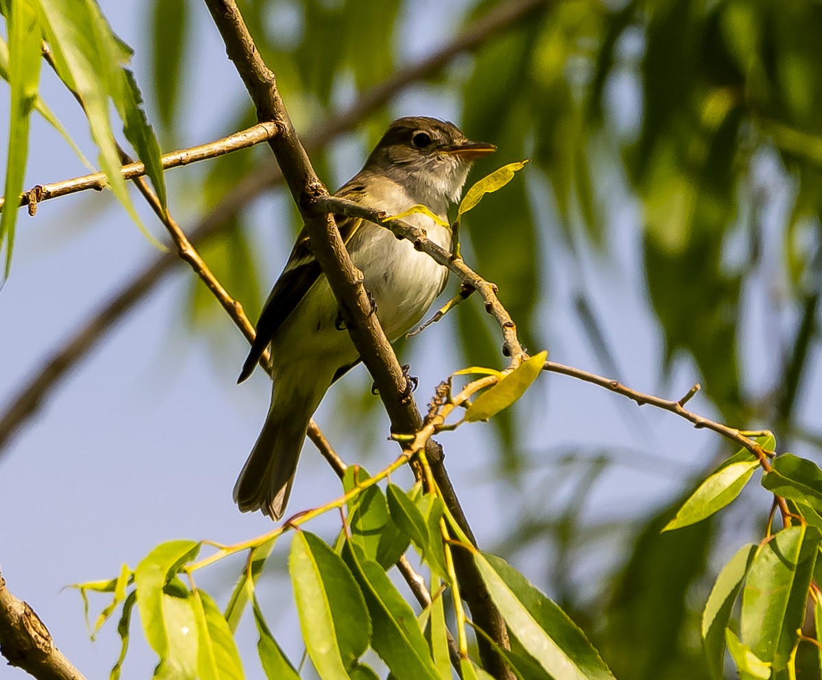 Willow Flycatcher - Joe Carey