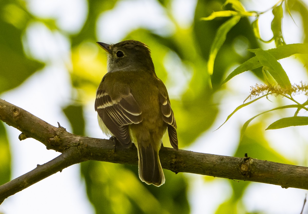 Willow Flycatcher - ML586260931