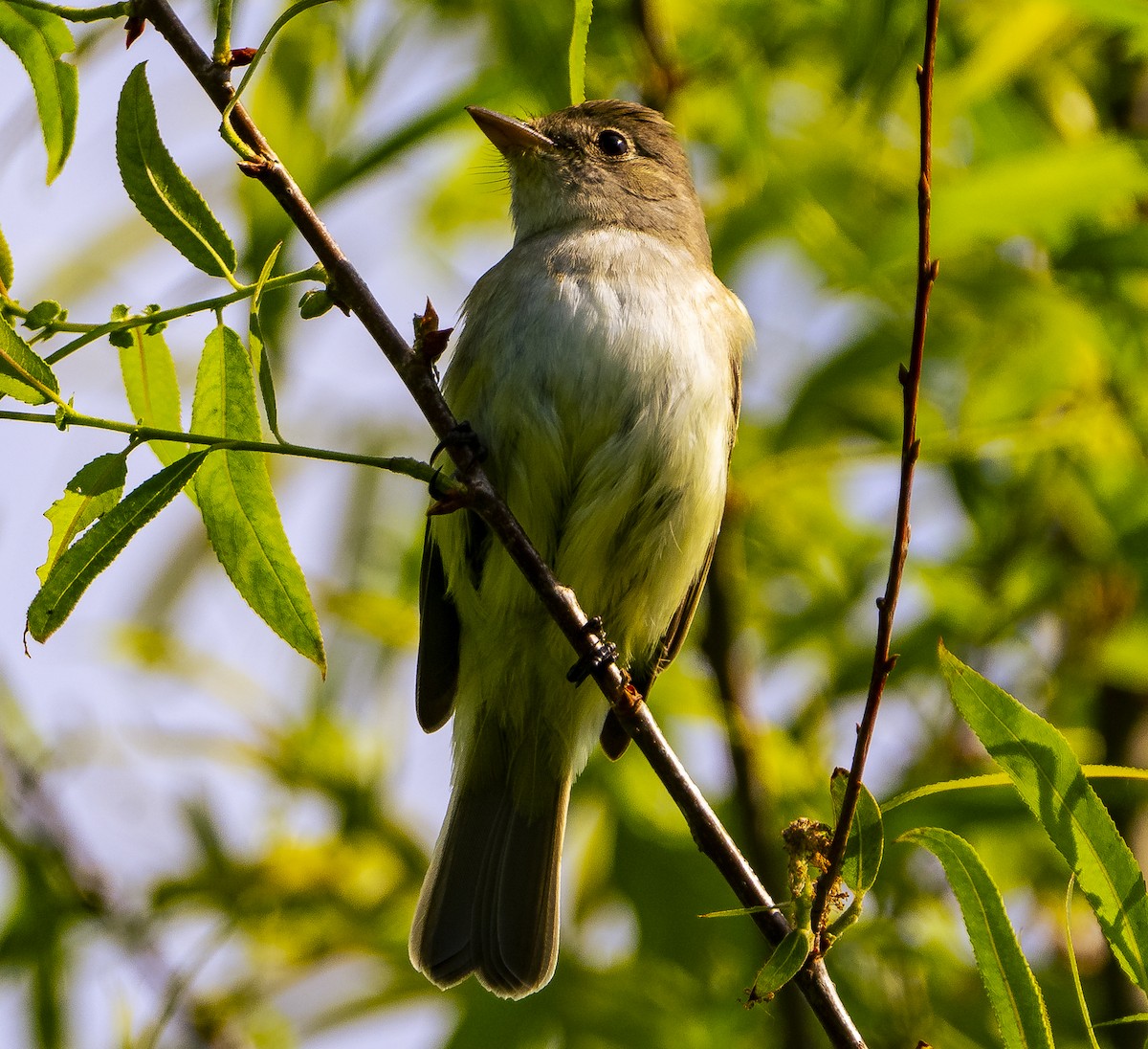 Willow Flycatcher - Joe Carey