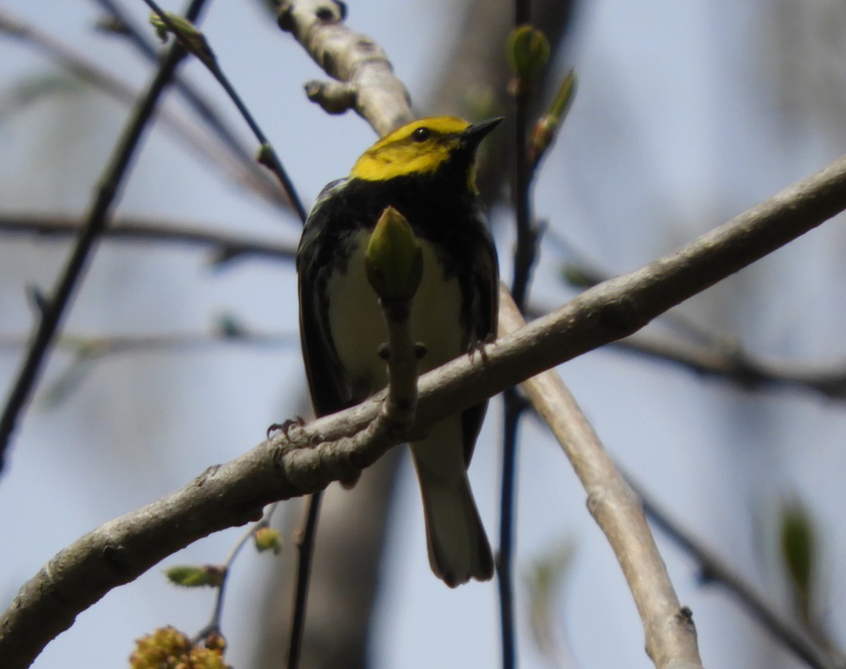 Black-throated Green Warbler - ML58626141