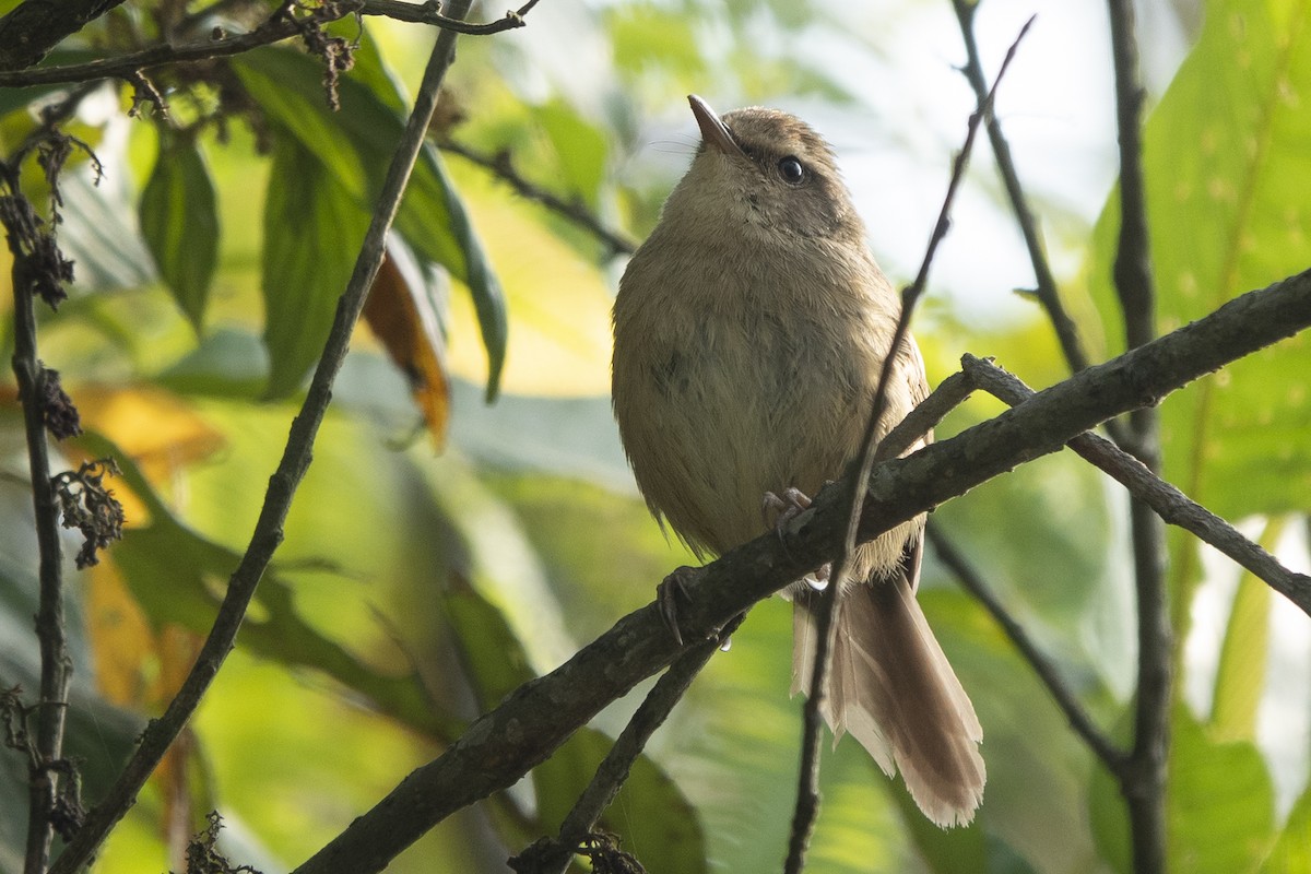 Brownish-flanked Bush Warbler - ML586261631