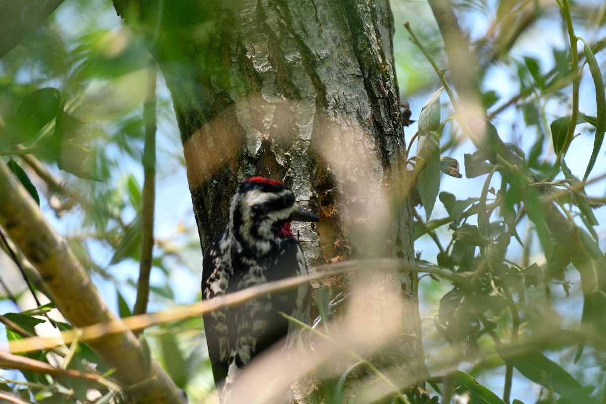 Yellow-bellied Sapsucker - ML586262091