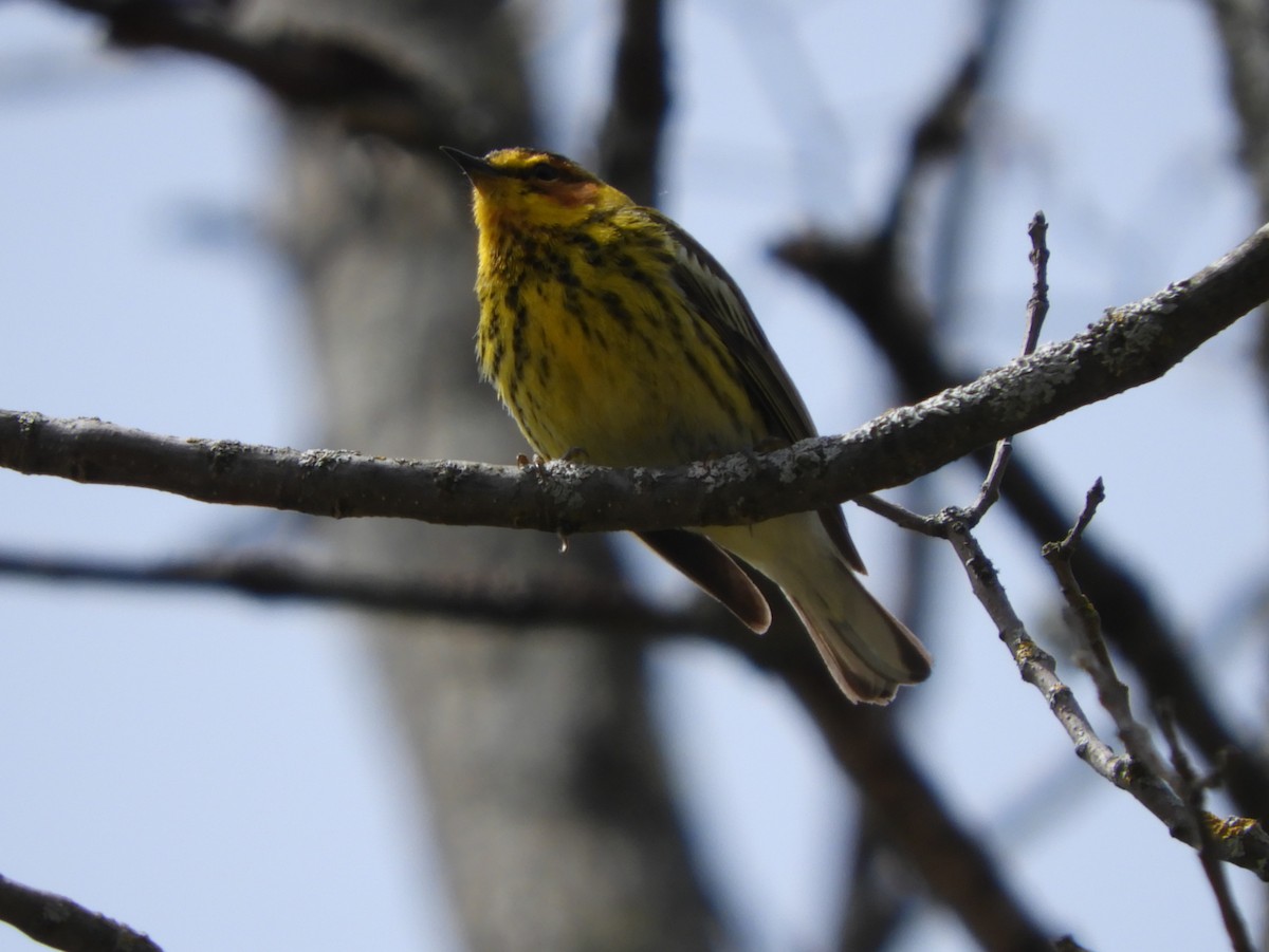 Cape May Warbler - ML58626371