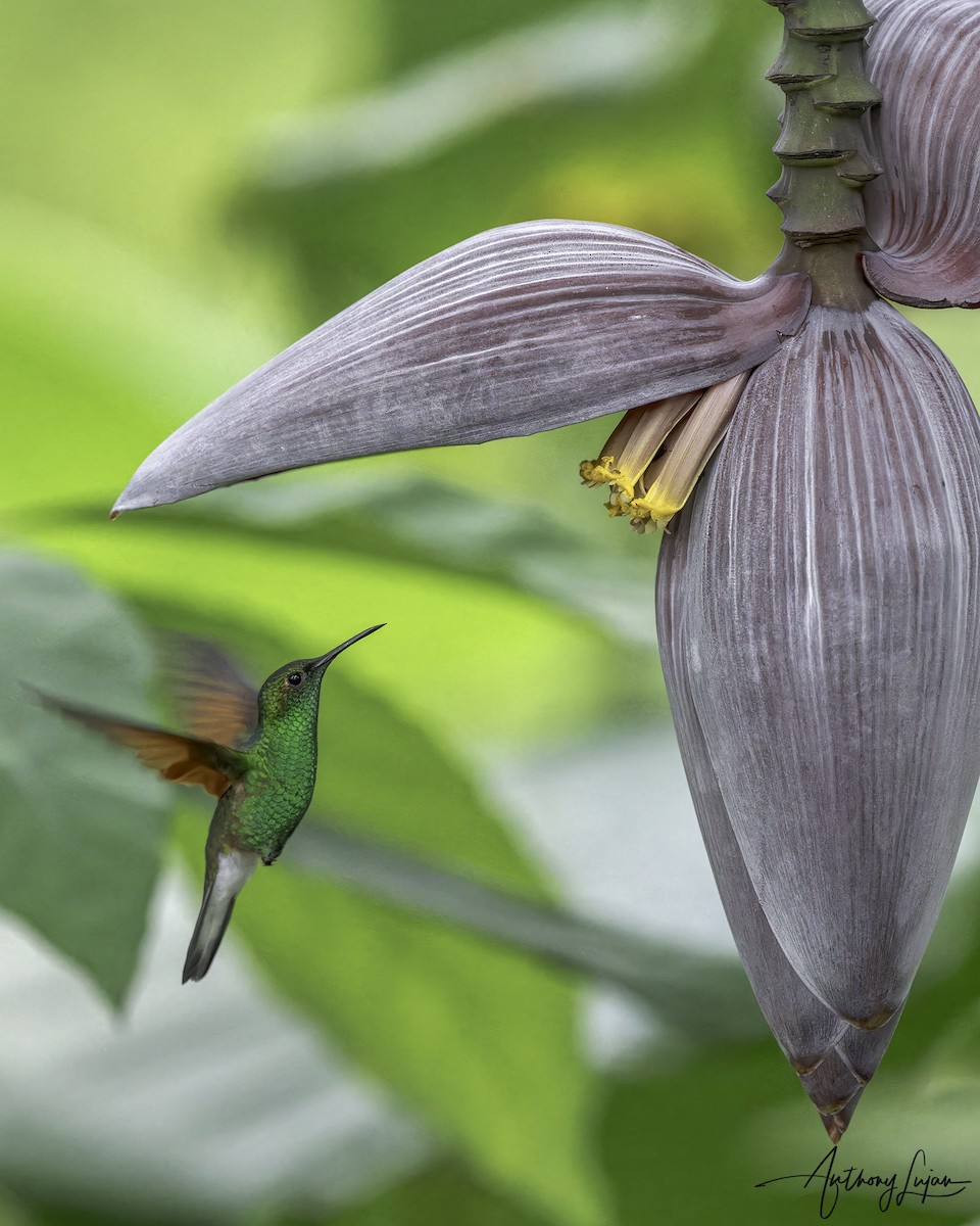 White-tailed Hummingbird - Anthony Lujan