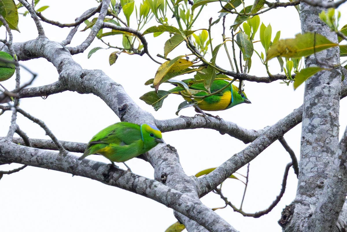 Golden-browed Chlorophonia - ML586264861