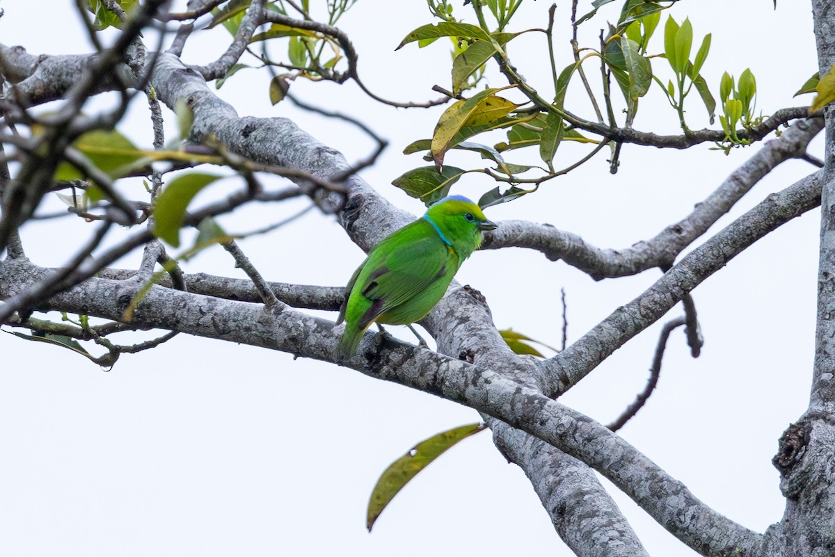 Golden-browed Chlorophonia - ML586264871