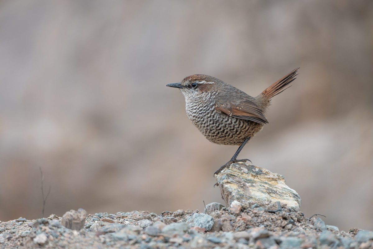 White-throated Tapaculo - Francisco Castro Escobar